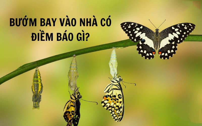 Bướm bay vào nhà là điềm gì