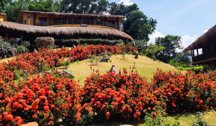 Ý nghĩa phong thủy của hoa Mẫu Đơn và các loại hoa Mẫu Đơn 