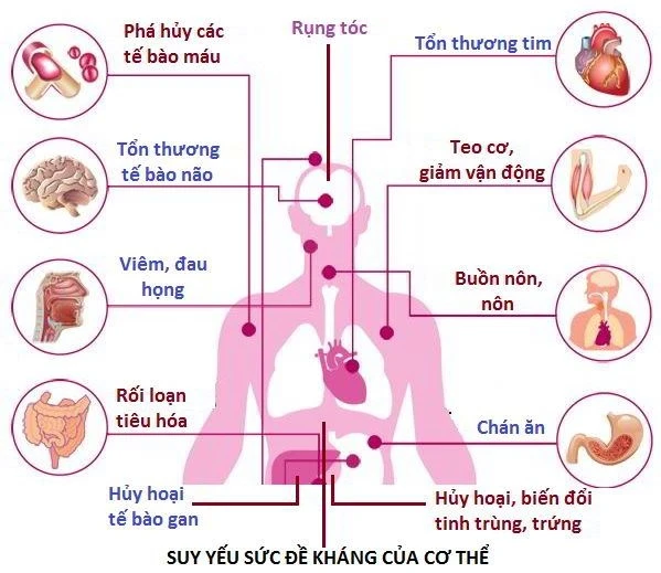 10 tác dụng của tảo nâu - Những “chiến binh vĩ đại” bảo vệ sức khỏe con người