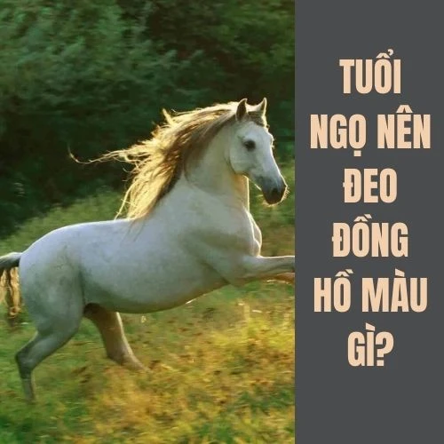 Tuổi Ngọ hợp màu gì? Tư vấn chọn màu hợp phong thủy với tuổi Ngọ